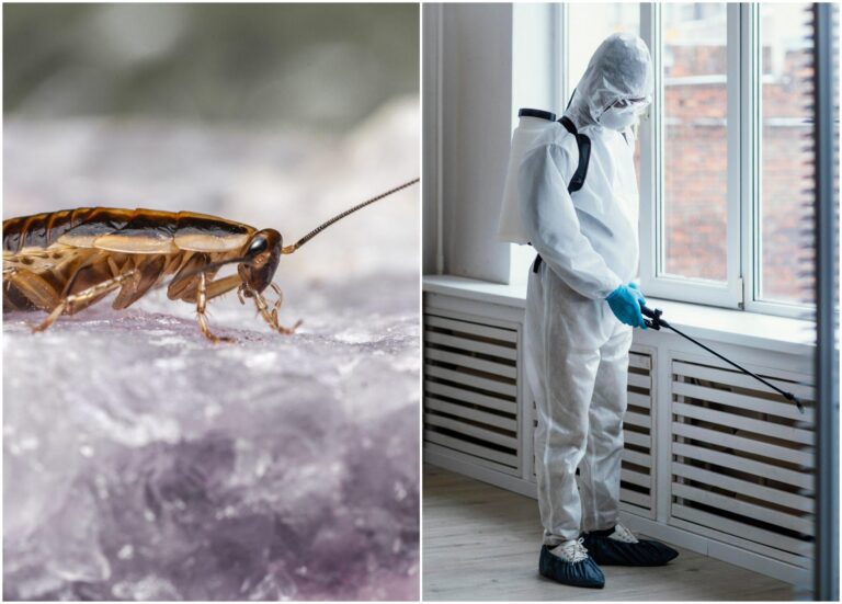 Invazia gândacilor de canalizare în București: o problemă tot mai gravă