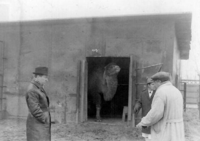 Istoria captivării sălbăticiunilor în București: Prima cezariană la o leoaică în socialism