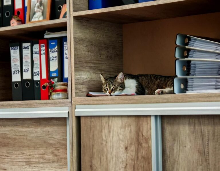 Jessy, pisica Primăriei, își găsește locul printre dosare