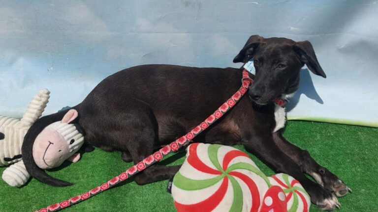 Lucky, un metis de teckel în căutarea unei familii iubitoare în București