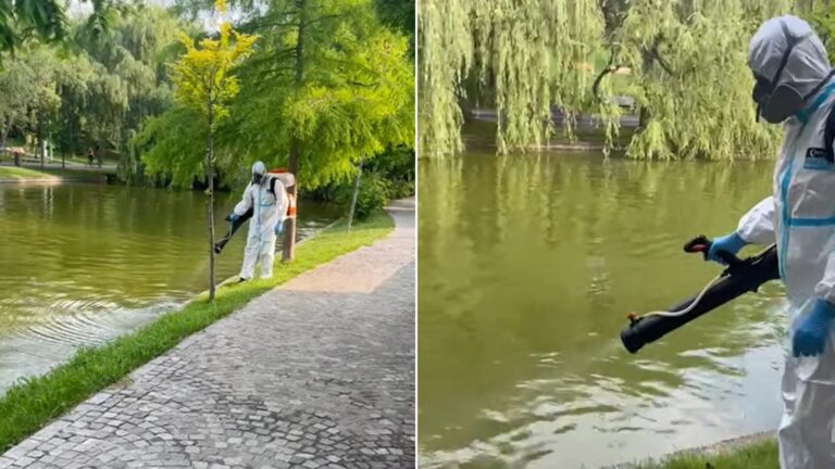 Lupta împotriva larvelor de țânțari continuă pe malurile lacurilor din București