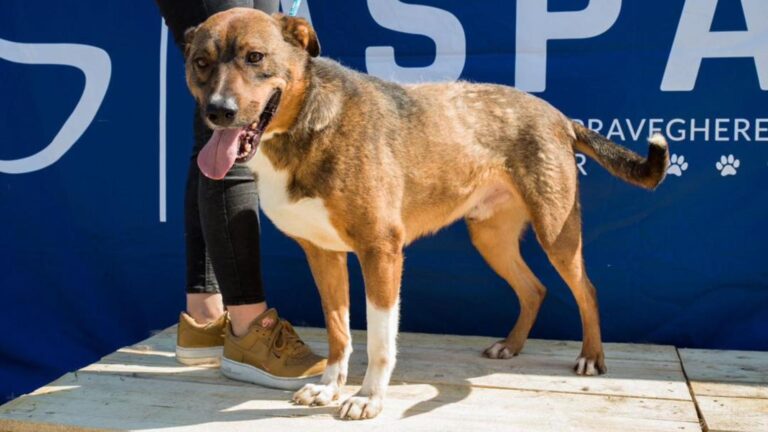 Marius, cățelul cu ochi de ciocolată, își caută o familie în București