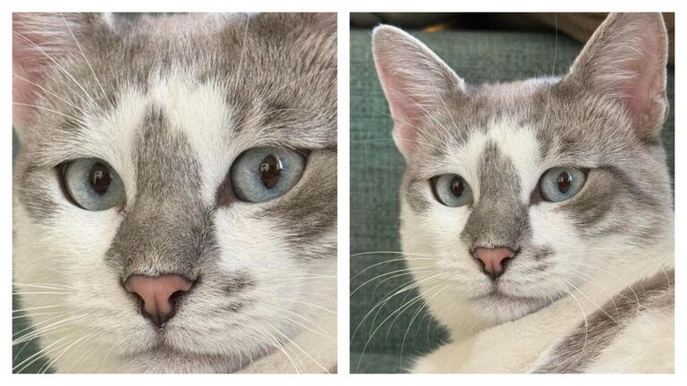 Motanul Spiridon, rătăcit în urma furtunii din București