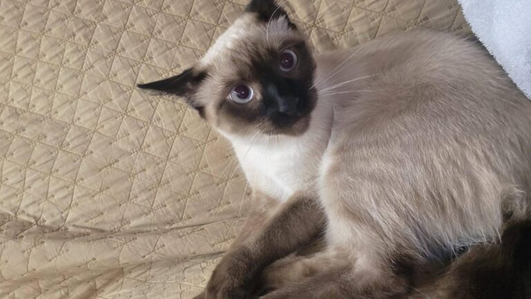 Motanul Toto s-a rătăcit în Bucureștii Noi, iar o fetiță îl caută cu disperare