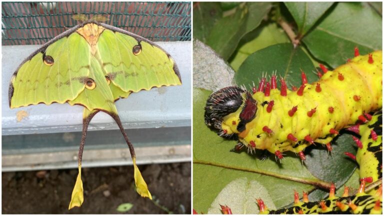 Naștere spectaculoasă la Muzeul Antipa: Fluturele lună african își face apariția