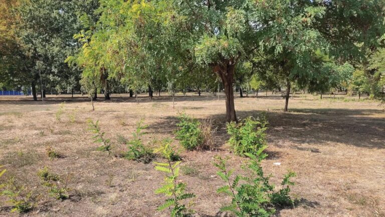Numărul copacilor replantați în Parcul Izvor rămâne alarmant de scăzut