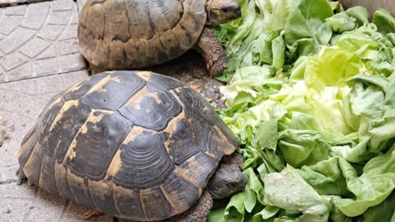 O broască țestoasă a fost văzută plimbându-se prin Vatra Luminoasă