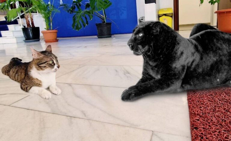 Pantera din Bulgaria vizitează Primăria Sectorului 6, alături de pisica Jessy