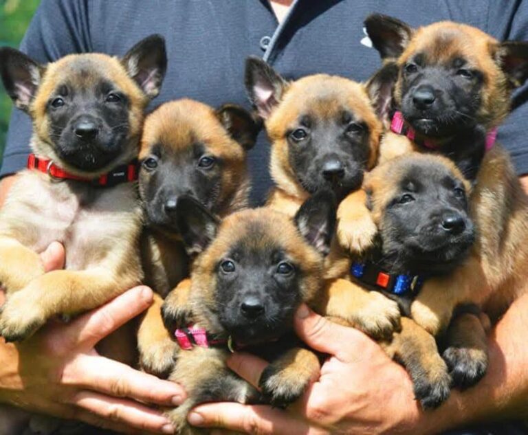 Patrula cățelușilor la Neversea Kapital: Câini antrenați pentru siguranța festivalului