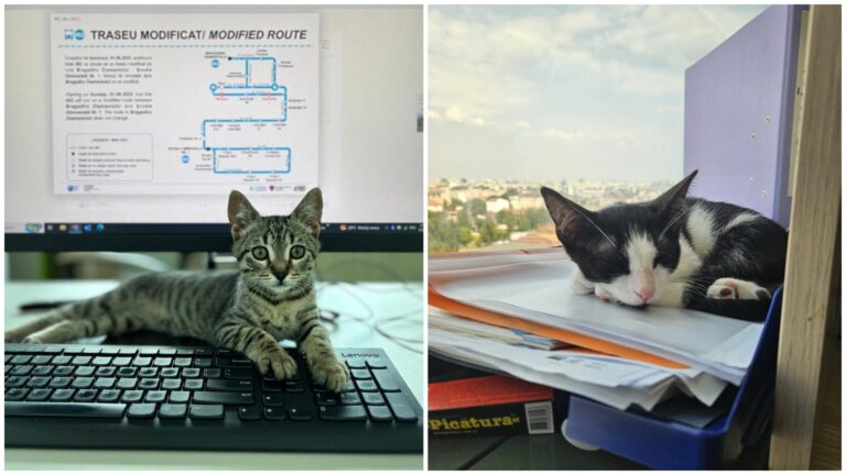 Pisoii Sushi și Oreo, noi membri ai echipei de transport public din București