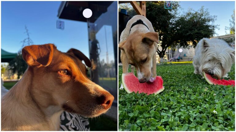 Povestea cățelușei Leia, adoptată de la ASPA 🐶 ”Acum, este țața familiei”