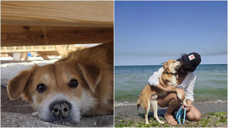 Povestea lui Tino, câinele adoptat de la ASPA: O legătură profundă de iubire