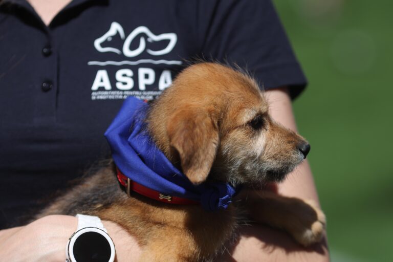 Proiect pentru sterilizarea gratuită a 220 de câini în Sectorul 2