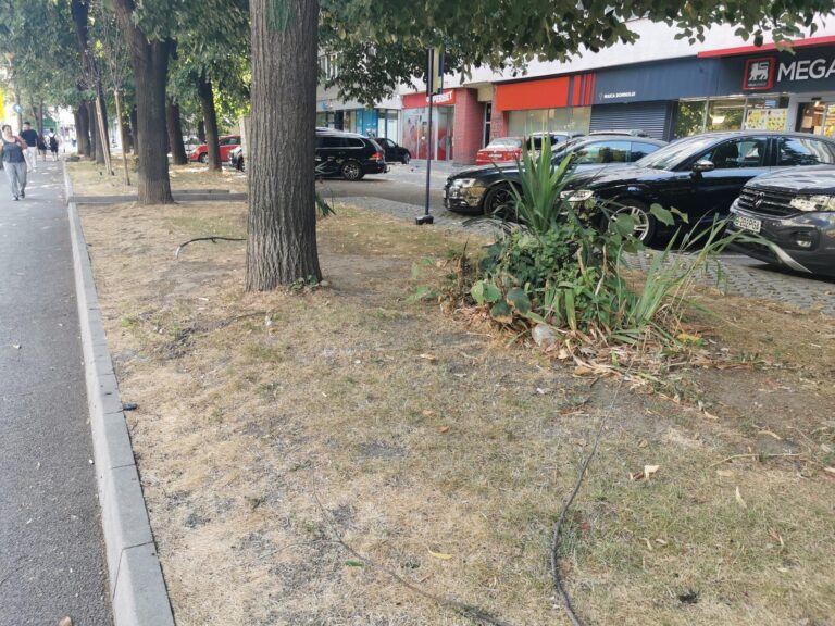 Spațiul verde de pe Bd. Lacul Tei a devenit maro. „Crește și supraviețuiește doar ce e adaptat”