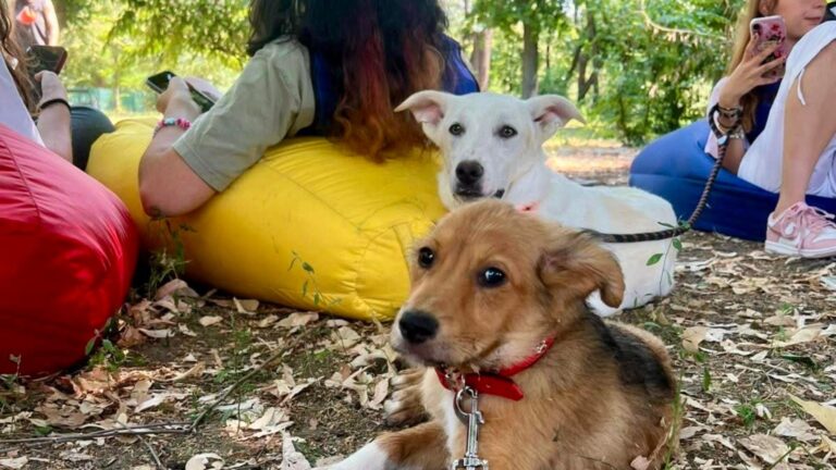 Târg de adopții în Parcul Izvor: 15 căței așteaptă familii iubitoare