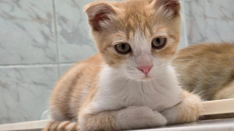 Toruk, un pisoi salvat dintr-o ghenă de gunoi, caută stăpâni iubitori în București