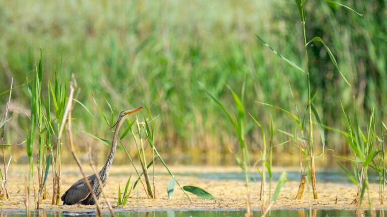 Tur ghidat în Parcul Natural Văcărești, sâmbăta aceasta 🐦Bucureștenii vor putea observa și admira speciile de păsări protejate