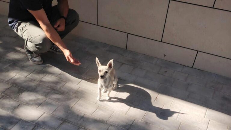 Un cățel pierdut pe strada Popa Petre din Sectorul 2 caută stăpâni