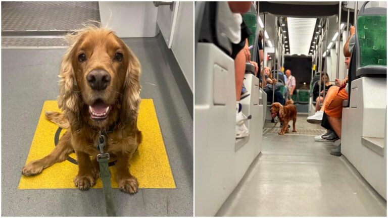 Un cocker spaniel călătorește cu tramvaiul 32 în Capitală și devine vedetă