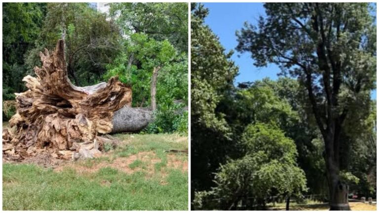 Un frasin secular din Parcul Cișmigiu a fost doborât de vijelie