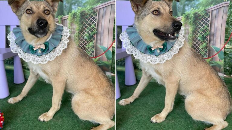 Zeus, un cățel energic și ascultător, își caută o familie după doi ani în adăpost