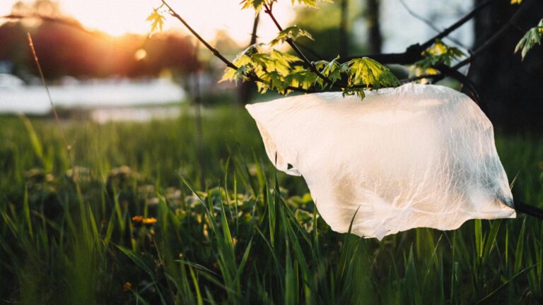 Ziua Internațională Fără Pungi de Plastic: Un apel la responsabilitate ecologică