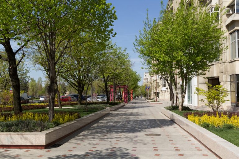 Orașele care cresc din trotuare: cum schimbă copacii pietonala urbană