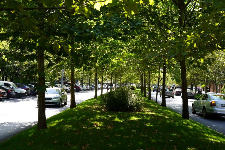 București poluat: ce plantăm să respirăm? Gazon vs copaci