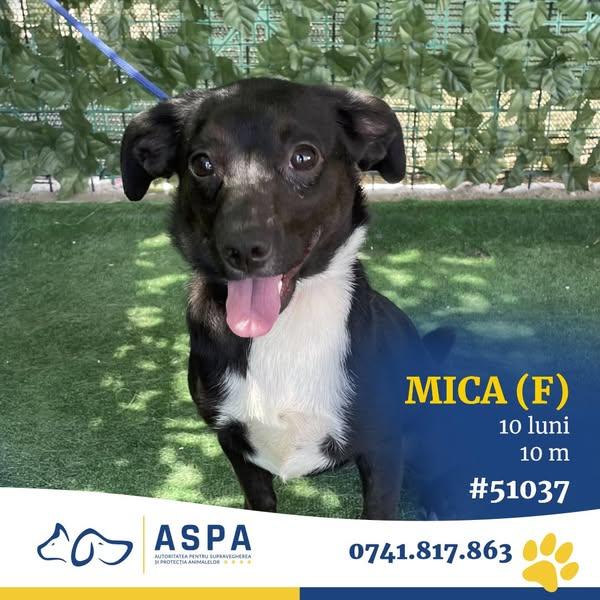 7 blănoși adorabili își caută prieteni pentru joacă și aventuri