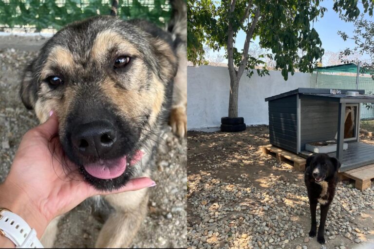 Adăposturile ASPA vor fi închise temporar între 15 și 18 august