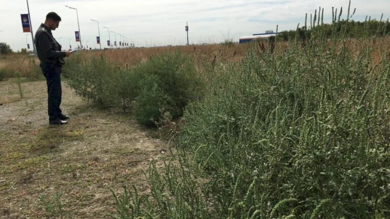 Ambrozia își face simțită prezența în București: sfaturi pentru alergici