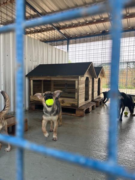 Câinii din adăposturile ASPA beneficiază de mingi de tenis donate
