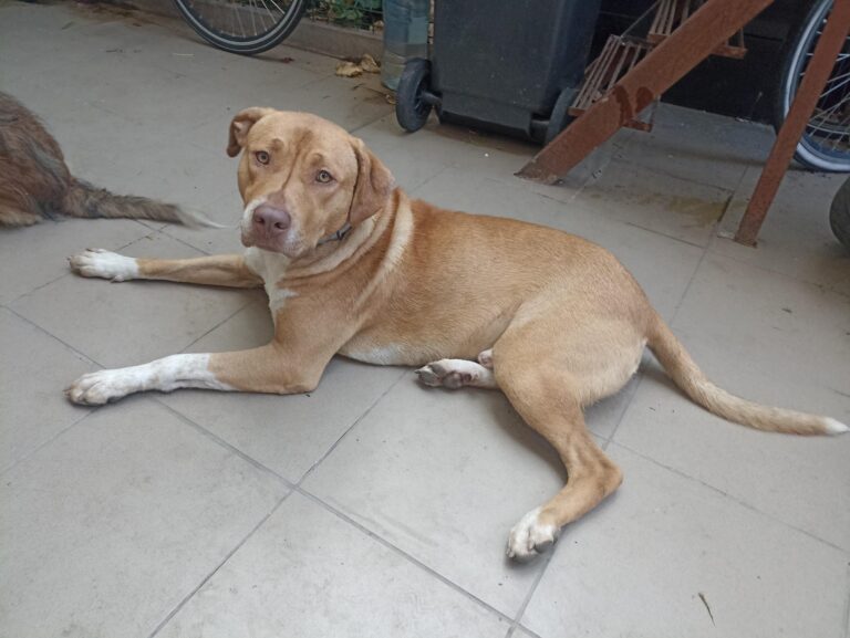 Cățel pierdut în Bucureștii Noi caută drumul spre casă