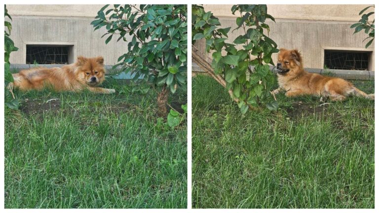 Cățelușa Caramela, pierdută în Sectorul 5, așteaptă să fie recuperată de stăpâni