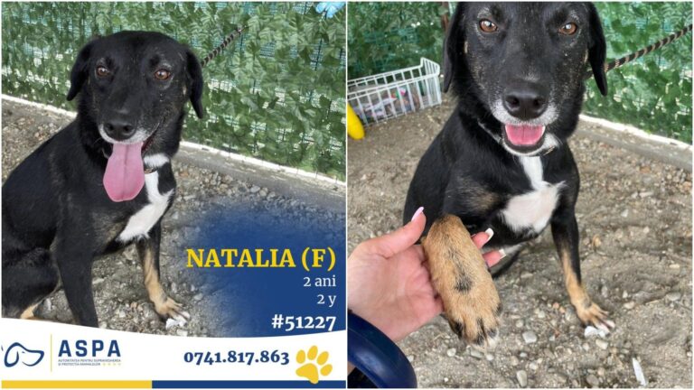 Cățelușa Natalia așteaptă un nou stăpân la ASPA Bragadiru 🐶