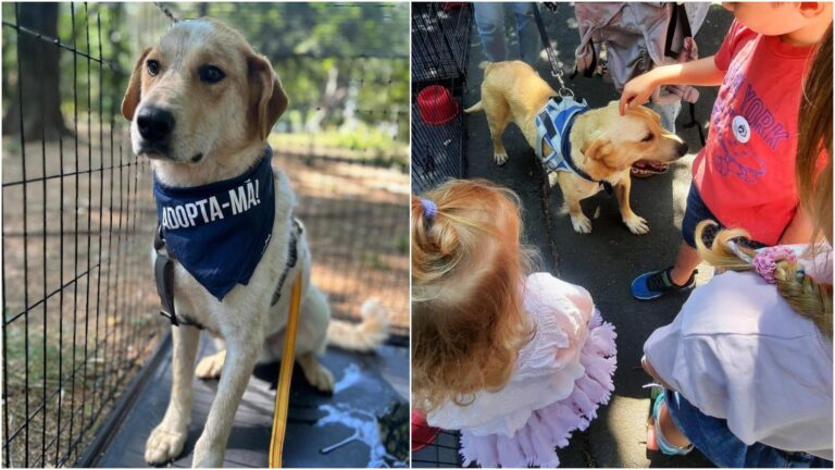 Corul celor 10 căței jucăuși la un nou târg de adopții în Parcul Bazilescu