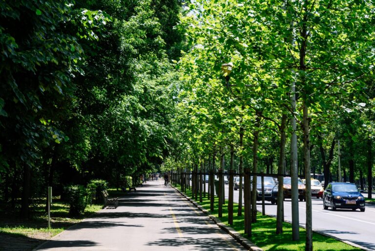 Dispariția bruscă a două benzi de circulație pe Kiseleff, în apropierea Muzeului de Geologie, și restricțiile impuse până pe 7 septembrie