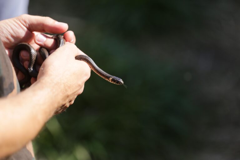 Diversitatea Faunei Urbane din București: 60% dintre Apelurile la 112 Semnalează Prezența Șerpilor