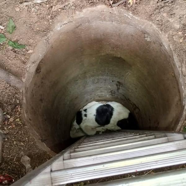 Echipajele ASPA intervin pentru salvarea a doi câini căzuți într-un canal