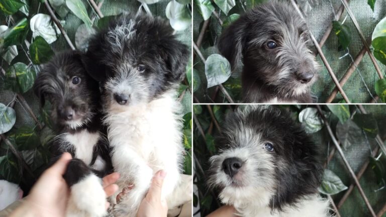 Frații Luna și Saki, căței orbi în căutarea unei familii iubitoare