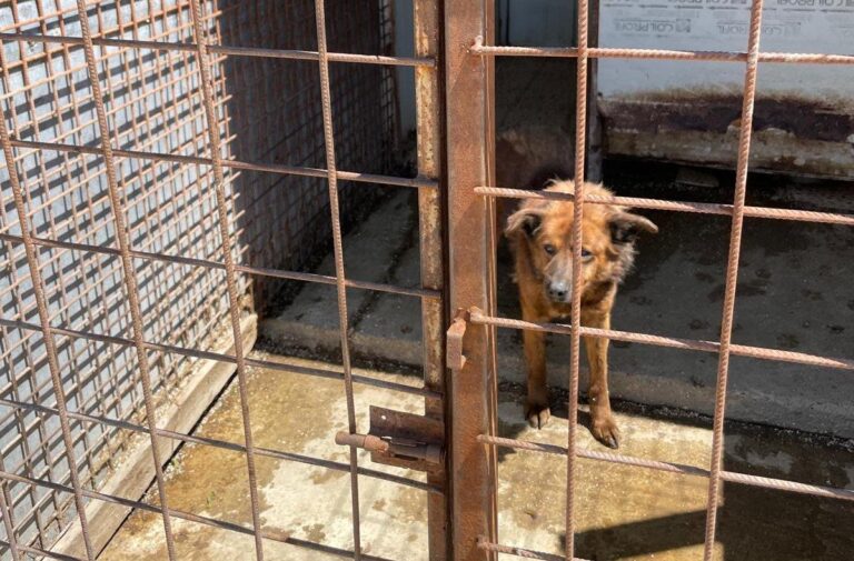 Interdicție pentru Primăria Sectorului 1 privind capturarea câinilor fără stăpân