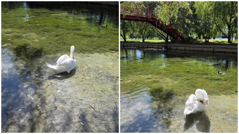 Lebedele din Lacul IOR se confruntă cu o problemă majoră din cauza nivelului scăzut al apei