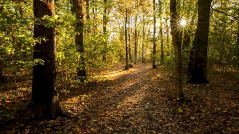 ONG-ul contestă argumentele lui Judele privind Pădurea Băneasa