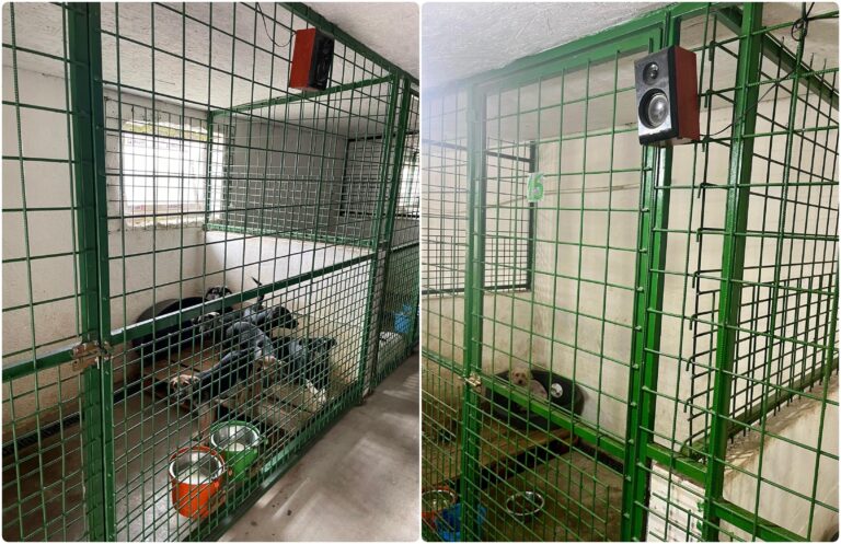 Padocurile ASPA vor beneficia de sisteme audio pentru reducerea stresului câinilor