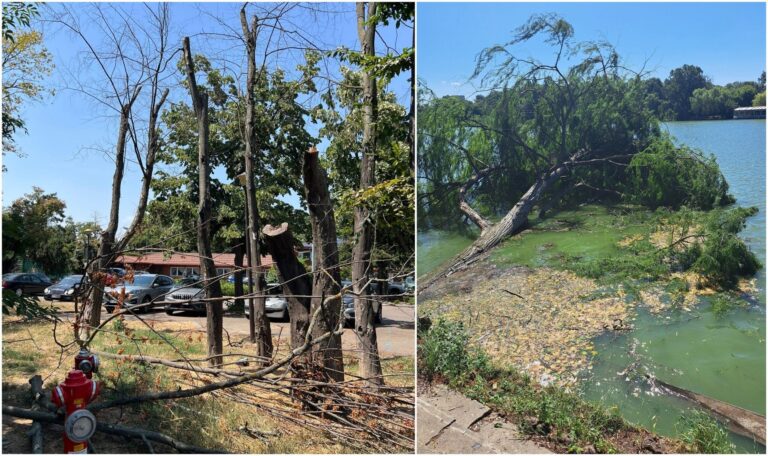 Parcul Herăstrău, în pericol: copacii se usucă și cad