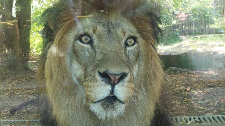 Petrecere de Ziua Leului la Grădina Zoologică din București 🦁