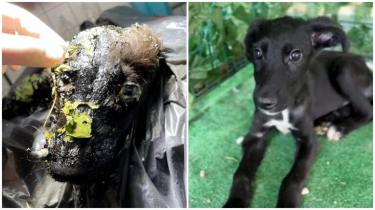 Pheonix, cățelul-miracol de la ASPA București, salvat din smoală