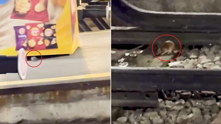 Piedone revine. Tună și fulgeră din cauza șobolanilor din Gara de Nord. Face și lista sancțiunilor care s-ar impune