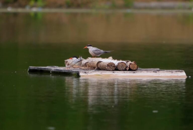Poveste cu final fericit pe lacul din Parcul Tineretului: Chirele de baltă au reușit să facă o nouă generație de pui