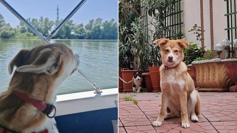 Povestea cățelușei Panini, adoptată de Elena de la un târg de adopții: „La început, era năzdrăvană, acum mergem împreună în excursii și ne plimbăm cu barca în Deltă”